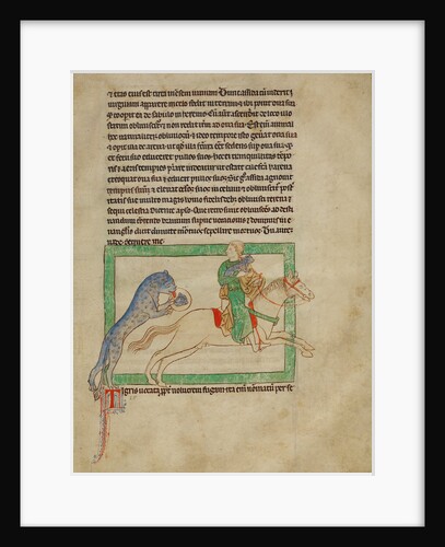 A Tiger by Anonymous