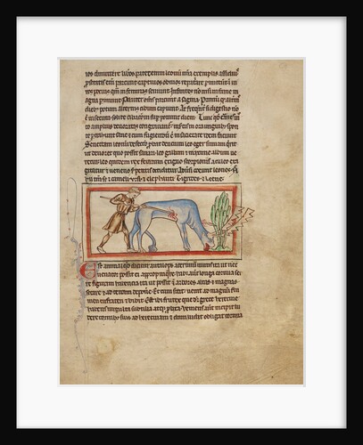 An Antelope by Anonymous