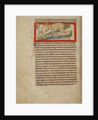 A Hyena by Anonymous