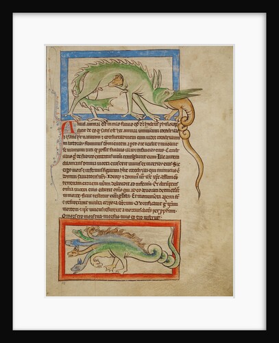 A Hydrus, A Hydra by Anonymous