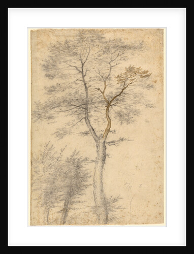 Three Studies of Trees by Fra Bartolommeo