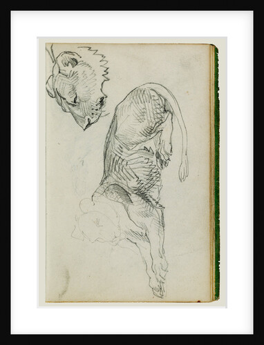 Seated lion, head of lioness by Théodore Géricault