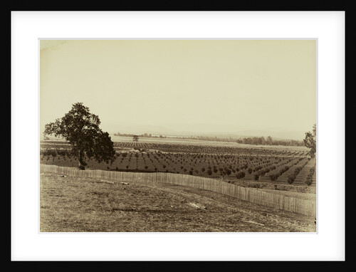Young Orchard, Palermo, Butte County by Carleton Watkins