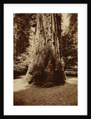 Big Tree Felton (Redwood), Santa Cruz by Carleton Watkins