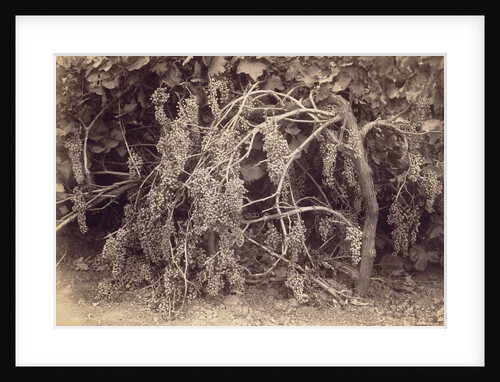 Thompson's Seedless Grapes by Carleton Watkins