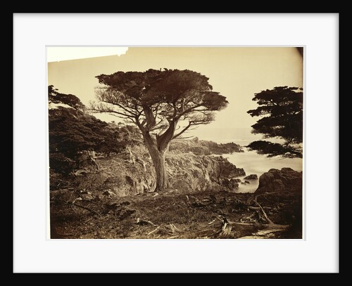 Cypress Point, Monterey by Carleton Watkins