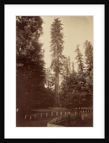 Giant Redwood, Santa Cruz by Carleton Watkins