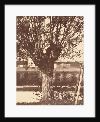 Tree by Anonymous