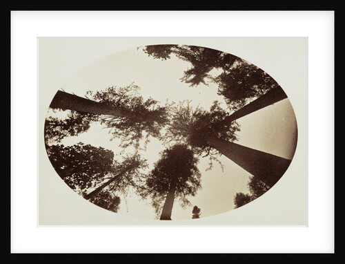Among The Tree Tops Calaveras Grove by Carleton Watkins