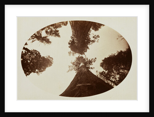 Among the Treetops, Calaveras Grove by Carleton Watkins