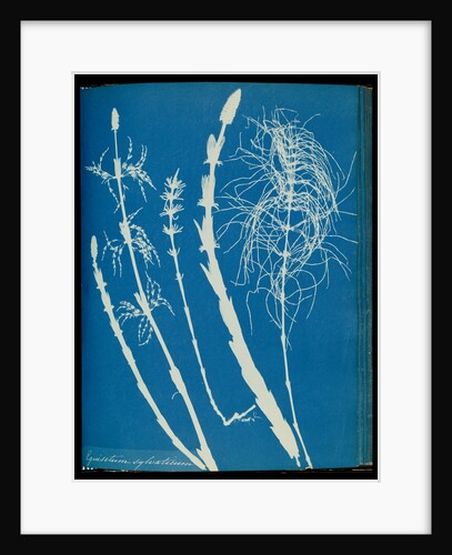 Equisetum sylvaticum by Anna Atkins
