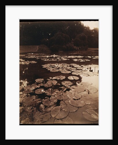 Water Lilies by Eugène Atget