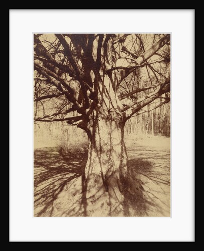 Arbre (Garche) Hêtre by Eugène Atget