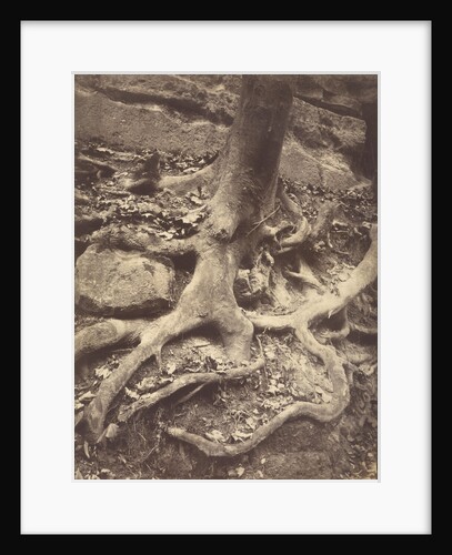 Saint-Cloud, Tree Roots, Saint Cloud Park by Eugène Atget