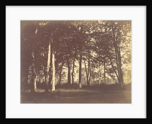 Curtain of Trees by Gustave Le Gray