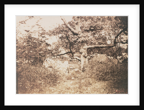 Gnarled Oak Tree near l'Epine Crossroads by Gustave Le Gray
