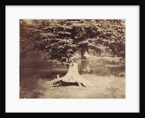 The Beech Tree by Gustave Le Gray