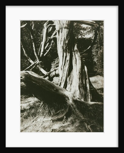 Sapin, Trianon (Pine Tree Trunks at the Trianon) by Eugène Atget
