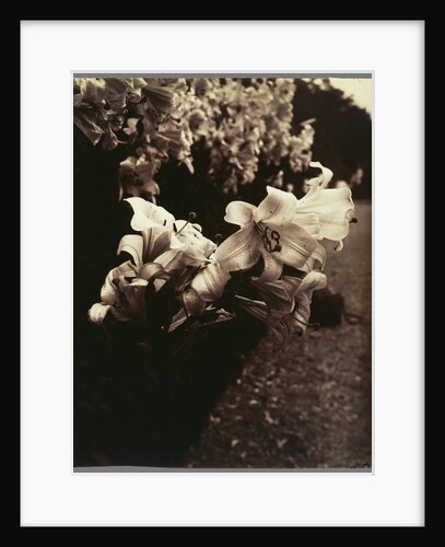 Lys (Lilies) by Eugène Atget