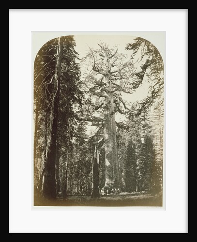Grizzly Giant Mariposa Grove - 33 ft. Diam. by Carleton Watkins