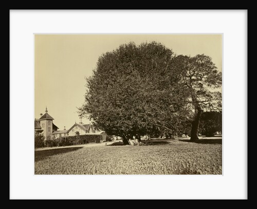 Residence of Mr. Howard, San Mateo, California, with Olive Tree by Carleton Watkins