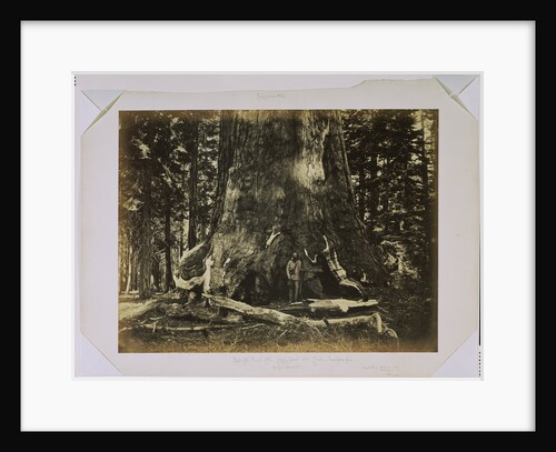 Part of the Trunk of the Grizzly Giant with Clark - Mariposa Grove - 33 feet diameter by Carleton Watkins