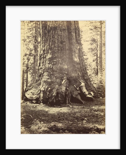 Section of the Grizzly Giant by Carleton Watkins