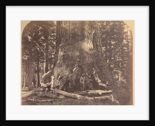 Section Grizzly Giant, Mariposa Grove by Carleton Watkins