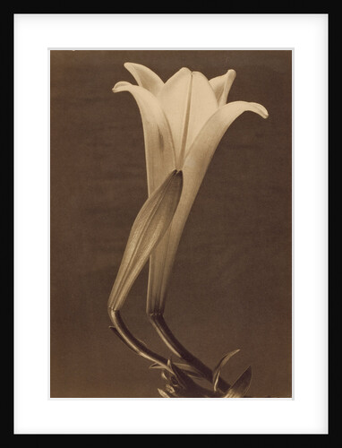 No. 1. by Tina Modotti