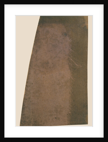 Linen by William Henry Fox Talbot