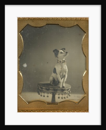 Dog sitting on a table by Anonymous