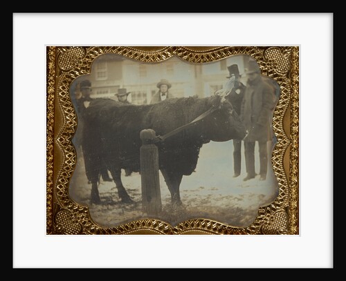 Four Men Posed with a Bull by Anonymous