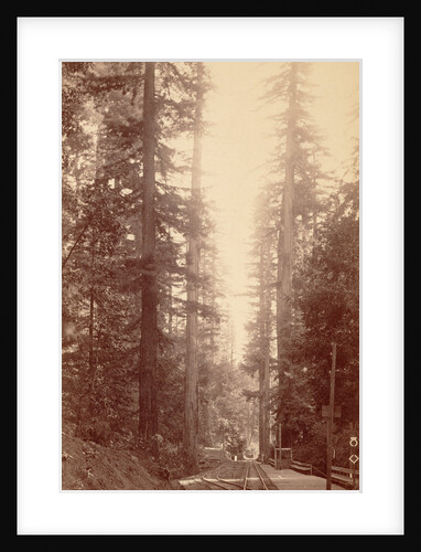 Big Tree Station, Santa Cruz by William Henry Jackson