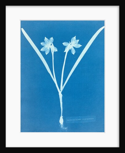 Leucojam Varium by Anna Atkins