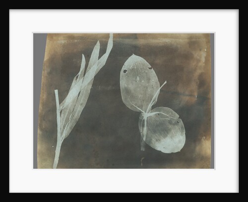 Leaves of Orchidea by William Henry Fox Talbot