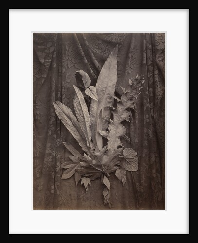 An Arrangement of Tobacco Leaves and Grass by Charles Aubry