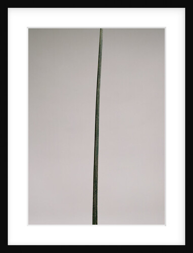 Candelabrum by Anonymous