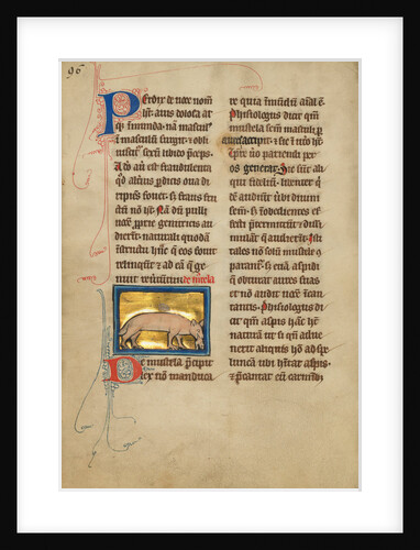 A Weasel by Anonymous