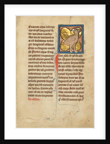 An Ostrich by Anonymous