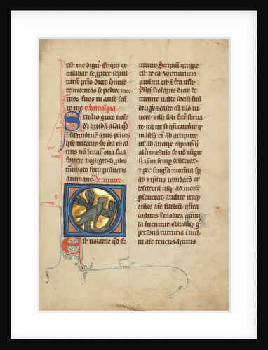 A Turtle Dove by Anonymous