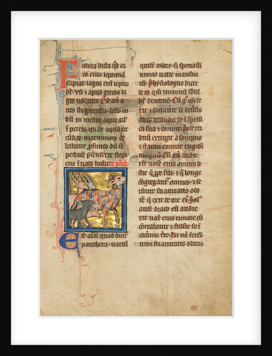 A Panther by Anonymous