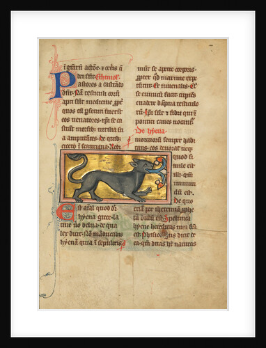 A Hyena by Anonymous