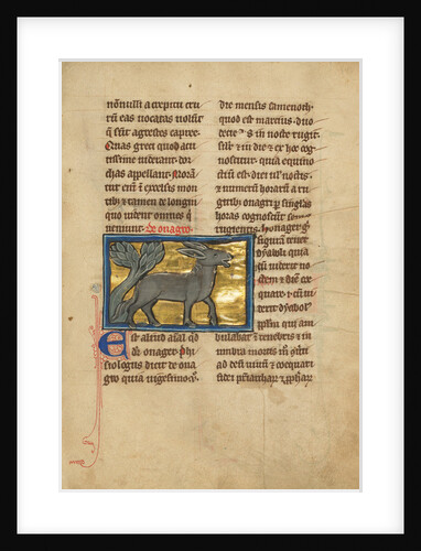 A Wild Donkey by Anonymous