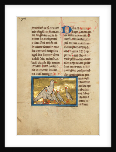 A Hoopoe by Anonymous