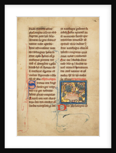 A Hedgehog by Anonymous