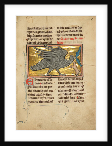 An Ibis with Two Fish in its Beak by Anonymous