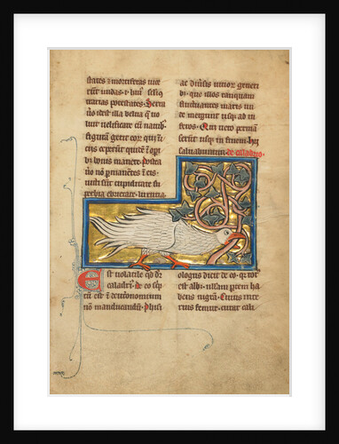 A Caladrius Bird by Anonymous