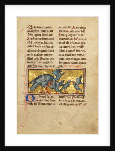 A Pelican Feeding her Young by Anonymous