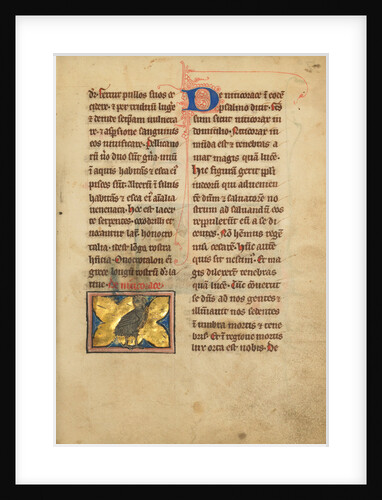 A Night Heron by Anonymous