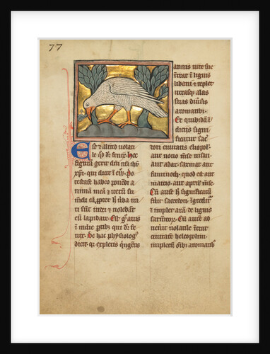 A Phoenix by Anonymous